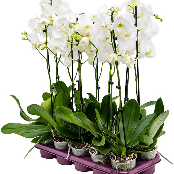Phalaenopsis 10/tavă