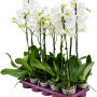 Phalaenopsis 10/tavă
