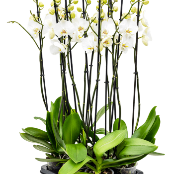 Phalaenopsis „Silhouette” 6/tavă Phalaenopsis „Silhouette” 6/tavă