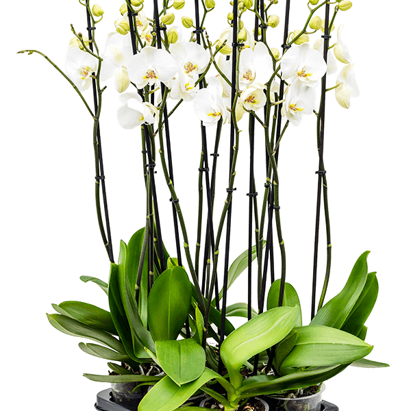 Phalaenopsis „Silhouette” 6/tavă