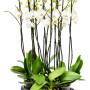 Phalaenopsis „Silhouette” 6/tavă