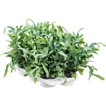 Phlebodium aureum 'Blue Star' 6/tavă