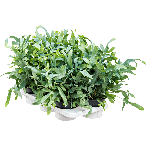 Phlebodium aureum 'Blue Star' 6/tavă