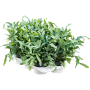 Phlebodium aureum 'Blue Star' 6/tavă