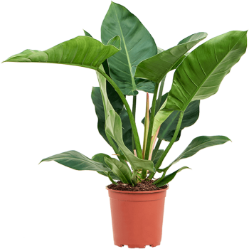 Philodendron „Imperial Green”