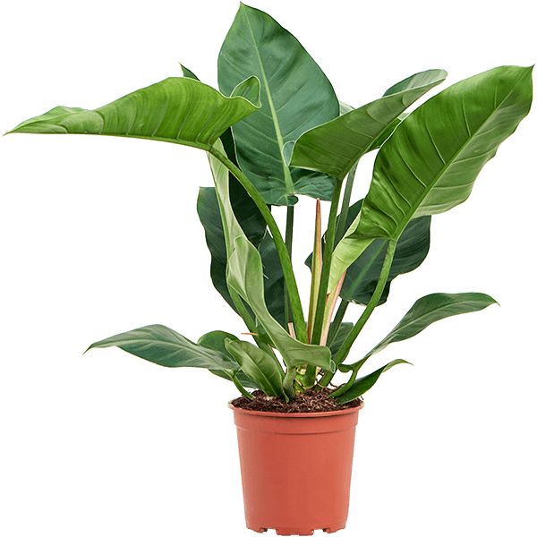 Philodendron „Imperial Green”