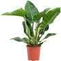 Philodendron „Imperial Green”
