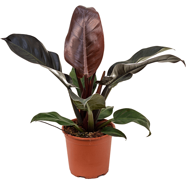Philodendron „Imperial Red”