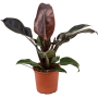 Philodendron „Imperial Red”