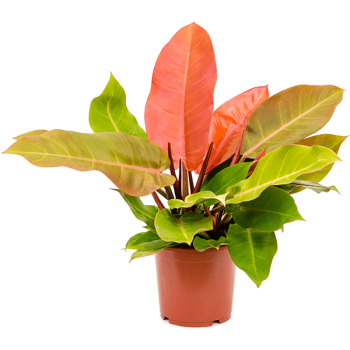 Philodendron „Prince of Orange” Philodendron „Prince of Orange”