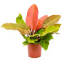 Philodendron „Prince of Orange”