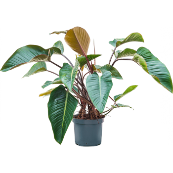 Philodendron „Red Beauty”