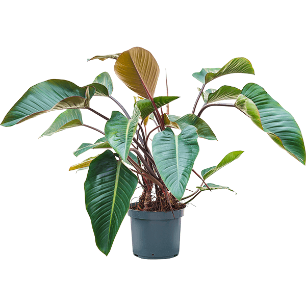 Philodendron „Red Beauty”