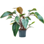 Philodendron „Red Beauty”