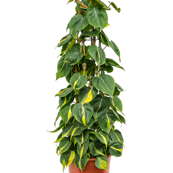 Philodendron scandens 'Brasil' Philodendron scandens 'Brasil'