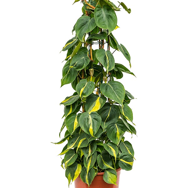 Philodendron scandens 'Brasil'