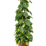 Philodendron scandens 'Brasil'