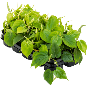 Philodendron scandens 10/tavă Philodendron scandens 10/tavă