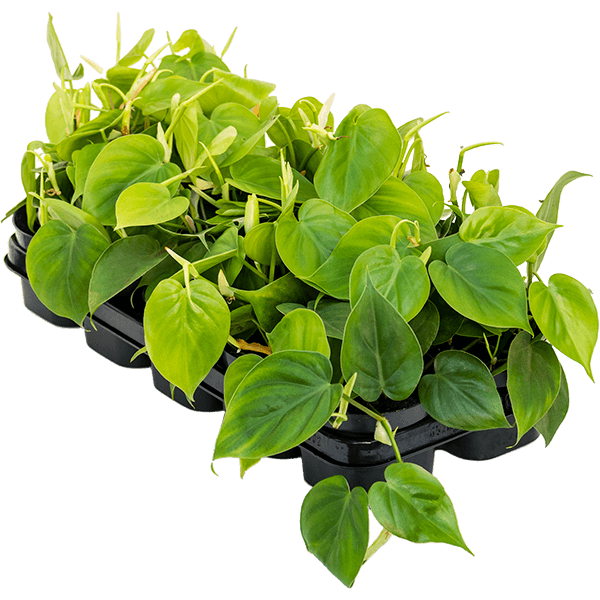 Philodendron scandens 10/tavă