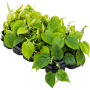 Philodendron scandens 10/tavă