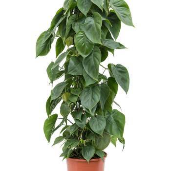 Philodendron scandens Philodendron scandens