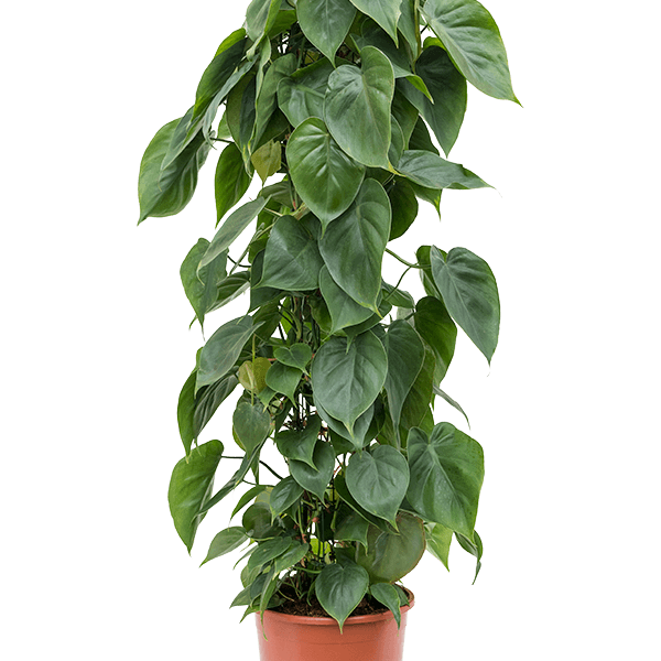 Philodendron scandens