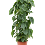 Philodendron scandens