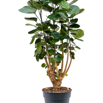 Aralia (Polyscias) „Fabian”