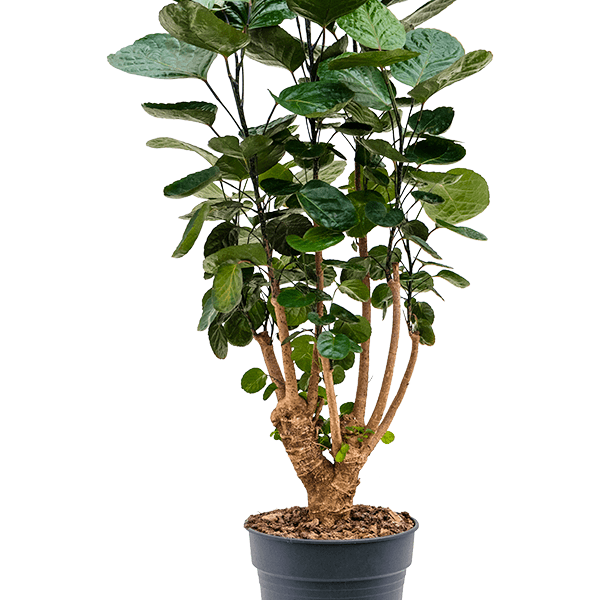 Aralia (Polyscias) „Fabian”