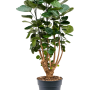 Aralia (Polyscias) „Fabian”