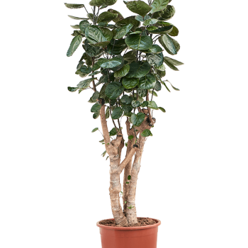 Aralia (Polyscias) „Fabian”