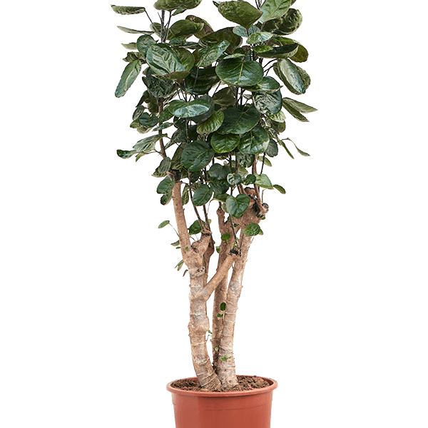 Aralia (Polyscias) „Fabian”