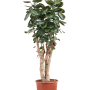 Aralia (Polyscias) „Fabian”