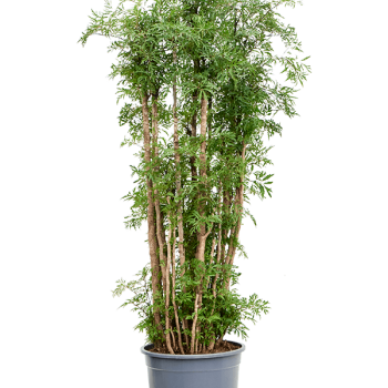 Aralia (Polyscias) 'Ming'