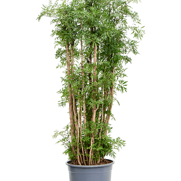 Aralia (Polyscias) 'Ming'