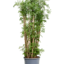 Aralia (Polyscias) 'Ming'