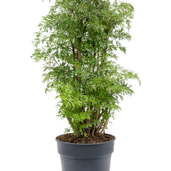 Aralia (Polyscias) 'Ming'
