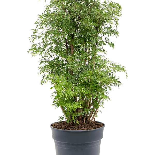 Aralia (Polyscias) 'Ming'