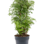 Aralia (Polyscias) 'Ming'