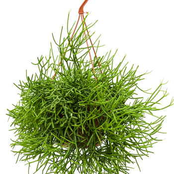 Rhipsalis heteroclada Rhipsalis heteroclada