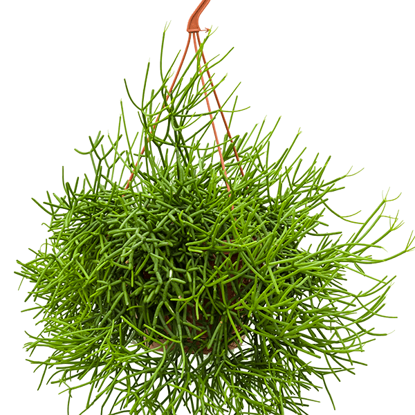 Rhipsalis heteroclada