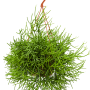 Rhipsalis heteroclada