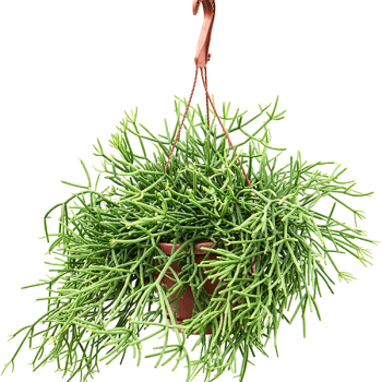 Rhipsalis heteroclada Rhipsalis heteroclada