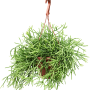 Rhipsalis heteroclada