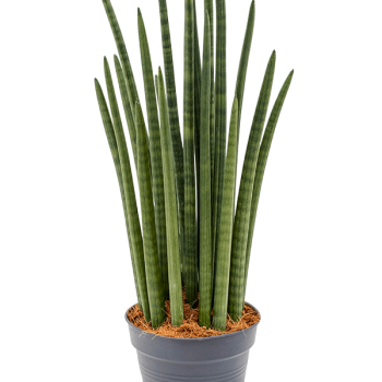 Sansevieria cylindrica 'Tower' Sansevieria cylindrica 'Tower'