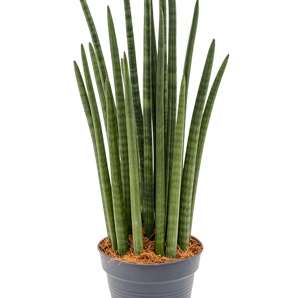 Sansevieria cylindrica 'Tower'