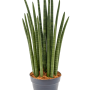 Sansevieria cylindrica 'Tower'