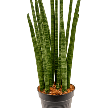 Sansevieria cylindrica 'Tower' Sansevieria cylindrica 'Tower'