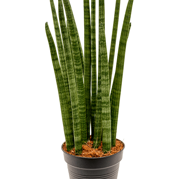 Sansevieria cylindrica 'Tower'