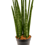 Sansevieria cylindrica 'Tower'